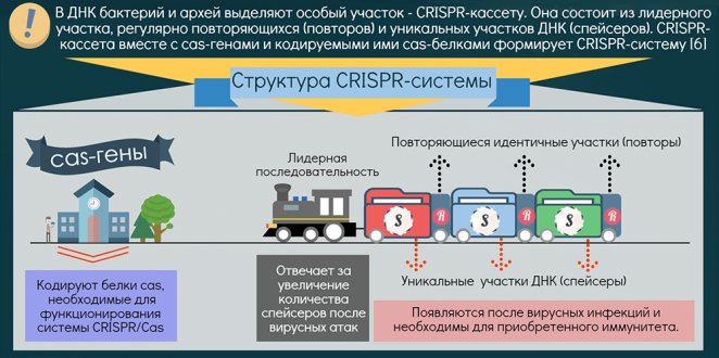 02.CRISR Cas 662x330